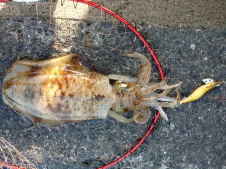 アオリイカエギング好調